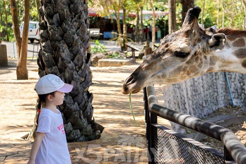 29 Зоопарк Khao Kheow.jpg