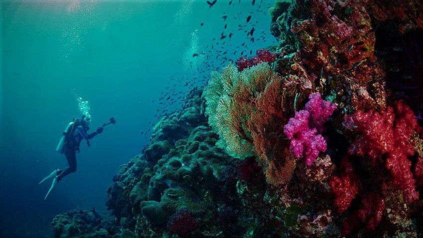 33 Коралловые рифы Пхукета.jpg