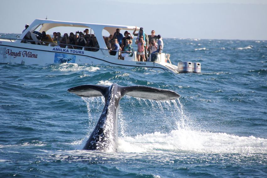 31 Горбатые киты в острова Самана.jpg