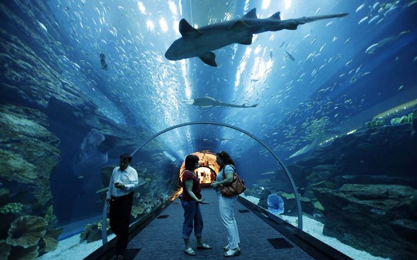 5-8 Океанариум в DubaI Mall.jpg