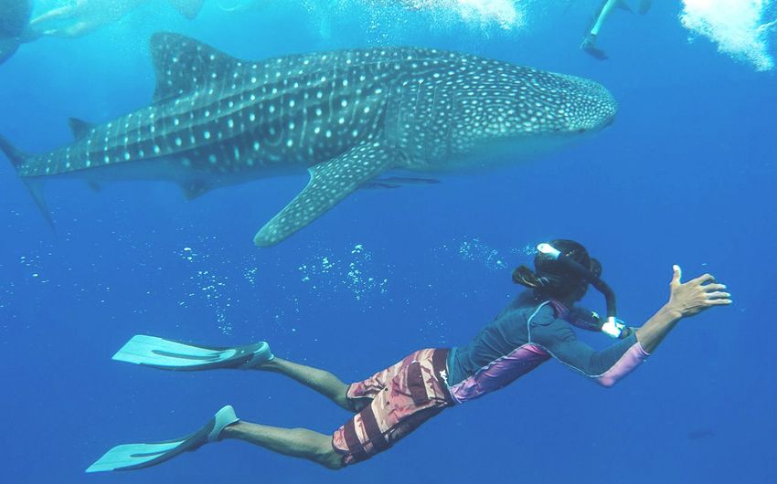 4-2 Китовая акула на Мальдивах.jpg