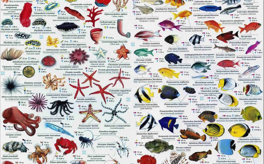 4-18 Рифовые рыбы Мальдив.jpg