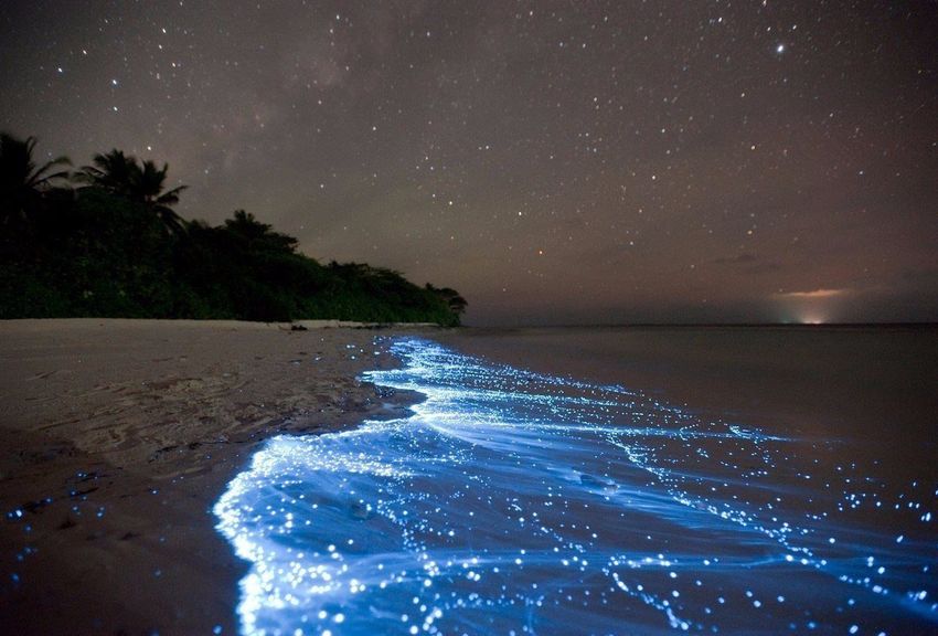 6 Светящийся планктон на Мальдивах.jpg
