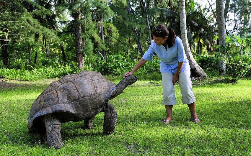 10 Гигантская черепаха на Сейшелах.jpg