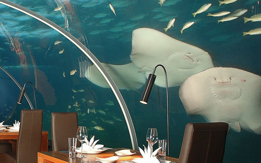 1-2 Океанский мир за стеклом подводного ресторана.jpg